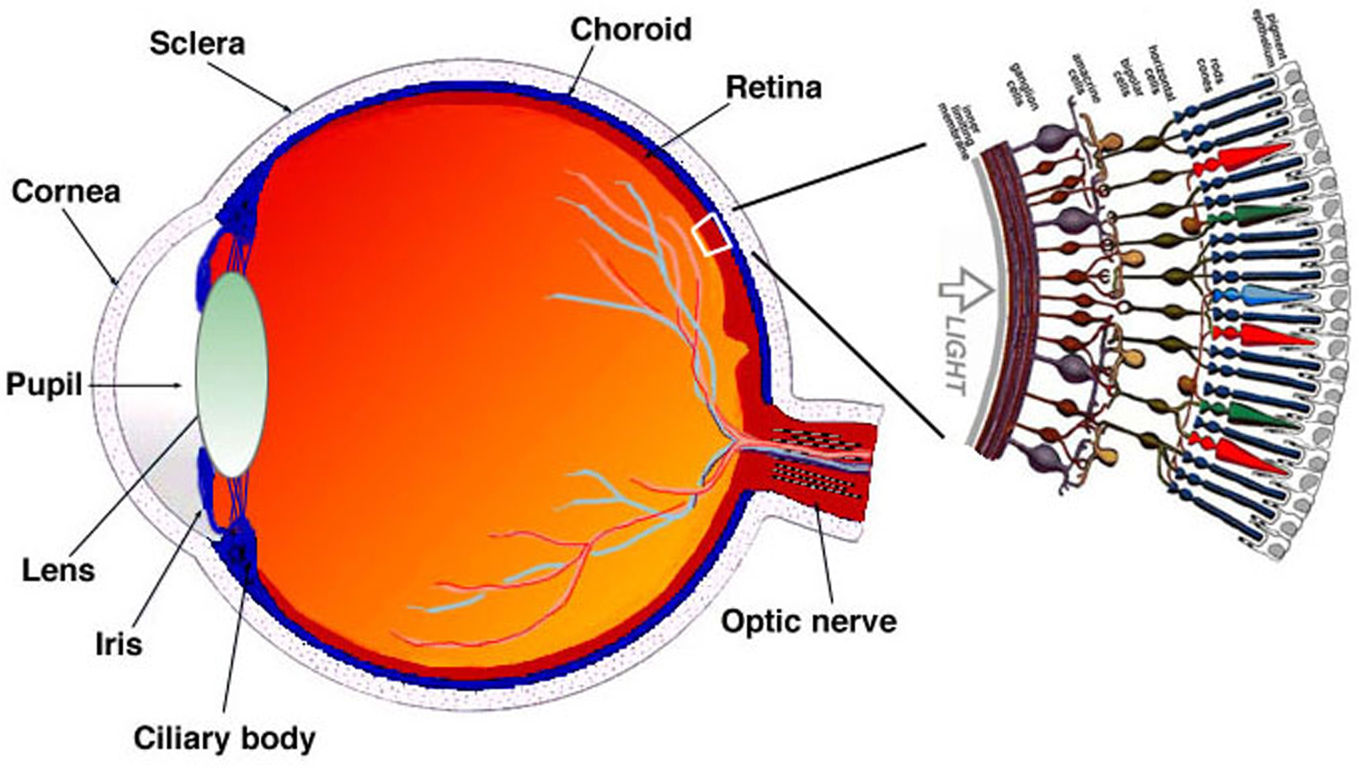 <strong>Figure 1.</strong> Diagram of the human eye with a spotlight on the retina.