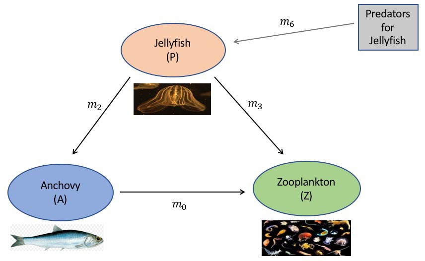 Diagram of anchovy consumption in the seasonal harvest system.