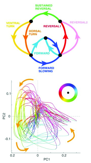 &lt;strong&gt;Figure 3.&lt;/strong&gt; The neural data from Figure 2 live on a low-dimensional manifold with discrete states. Figure courtesy of [12].