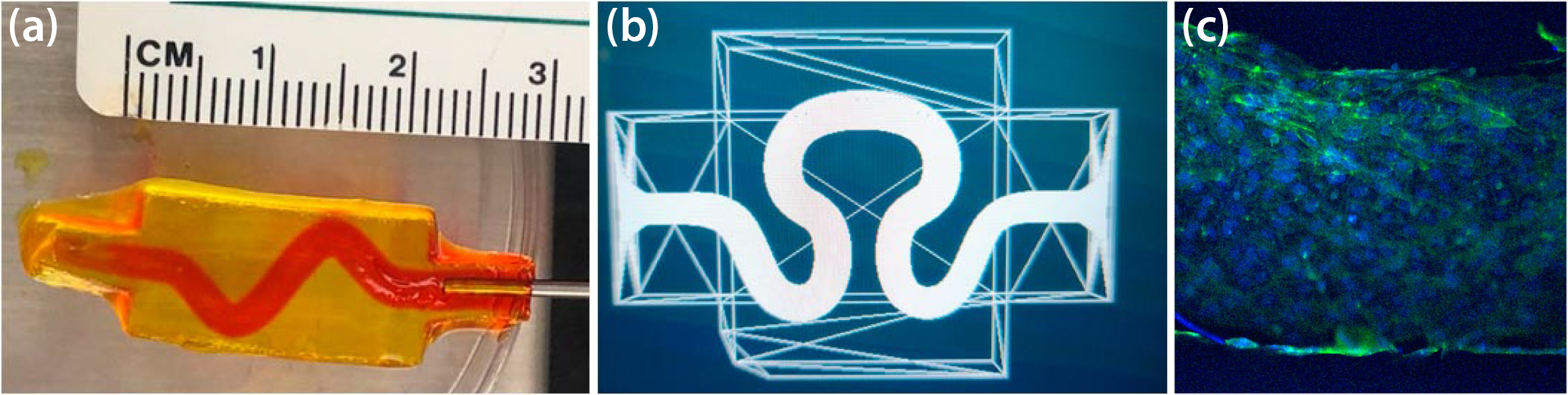 <strong>Figure 1.</strong> Generated channel geometries with different degrees of tortuosity and channel diameter. <strong>1a.</strong> Channel perfusion with dye. <strong>1b.</strong> A different channel geometry model. <strong>1c.</strong> A vascularized channel with human umbilical vein endothelial cells after three days in a culture. Figure courtesy of the research lab of Chris Bashur (unpublished data).