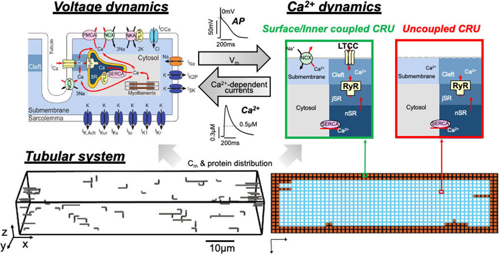 &lt;strong&gt;Figure 1.&lt;/strong&gt; Sex-specific models of human atrial myocytes that incorporate sex-divergent parameters in a three-dimensional spatiotemporal model of stochastic calcium (Ca&lt;sup&gt;2+&lt;/sup&gt;) signaling for human atrial cardiomyocytes. The models feature bidirectional coupling of voltage and Ca&lt;sup&gt;2+&lt;/sup&gt; signaling, stochastic modeling of ryanodine receptors, L-type Ca&lt;sup&gt;2+&lt;/sup&gt; channels, and realistic tubular structure. Figure adapted from [10].