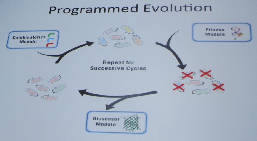 The combinatorics module processes the numerous gene variations; the fitness module forces the cells to behave a certain way, thus driving evolution; and the biosensor module determines if things are going as intended. Image credit: Laurie Heyer, AN17 presentation.