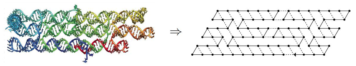 <strong>Figure 2.</strong> Abstraction of the RNA tile structure as a conformation in an oritatami system. The dashed lines indicate bonds. Left image courtesy of Cody Geary, right image courtesy of Shinnosuke Seki.