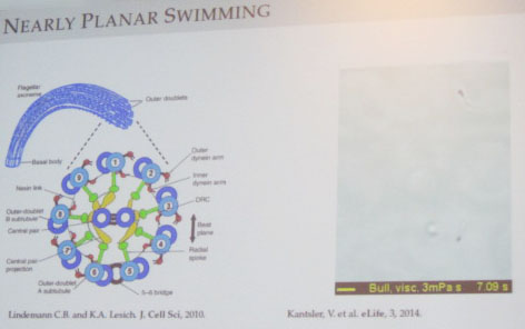Nearly planar swimming of sperm. Image credit: Lisa Fauci, AN16 presentation.