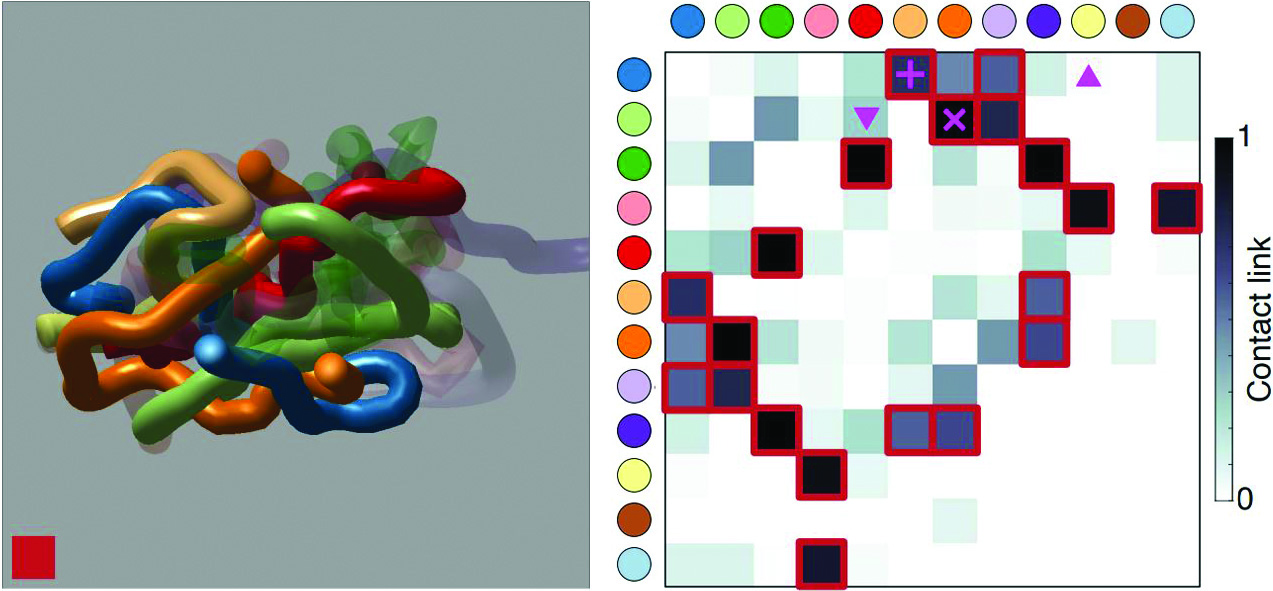 <strong>Figure 2.</strong> A mapping of the contact between worms that was created via ultrasound imaging, and a corresponding representation of the contact link matrix \(cL\). The colors of the row and column labels correspond to the worms in the tangle, and the bounded squares indicate strong correlations. Figure courtesy of [1].