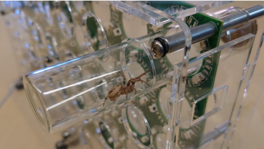 <strong>Figure 1.</strong> <em>Larinioides cornutus</em> in a clear glass tube inserted into an activity monitor in the laboratory of Natalia  Toprikova at Washington and Lee University. Photo courtesy of the author. 