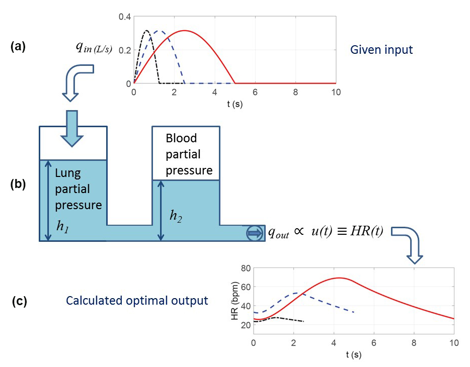 <strong>Figure 1.</strong> A hydrodynamic model analogy of gas transport in the lungs. <strong>1a.</strong> Three given flow patterns; only one breathing period is shown for each pattern. <strong>1b.</strong> The container on the left represents air sacs and the container on the right depicts blood capillaries in the lungs. <strong>1c.</strong> The resulting optimal calculation of heart rate. The solid red line portrays slow, deep breathing and the black dotted line represents fast, shallow breathing. Image adapted from [1].