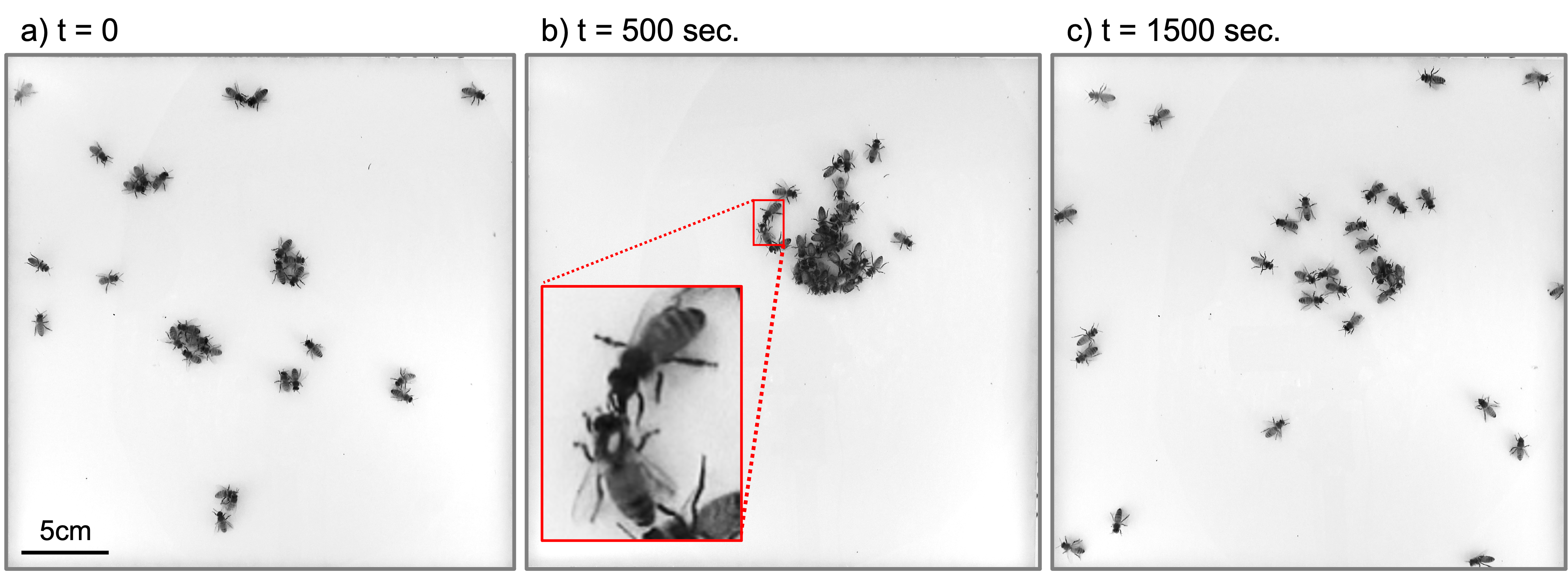 <strong>Figure 1.</strong> Experimental setup in three phases. <strong>1a.</strong> Setup with only food-deprived honeybees. <strong>1b.</strong> Setup two minutes after the introduction of donor bees. <strong>1c.</strong> Setup 25 minutes after the introduction of donor bees. Figure courtesy of the Peleg labeetory.