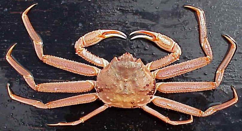 <strong>Figure 1.</strong> Snow crab. Public domain image courtesy of the <a href="https://www.fisheries.noaa.gov" target="_blank">National Oceanic and Atmospheric Administration Fisheries</a>.