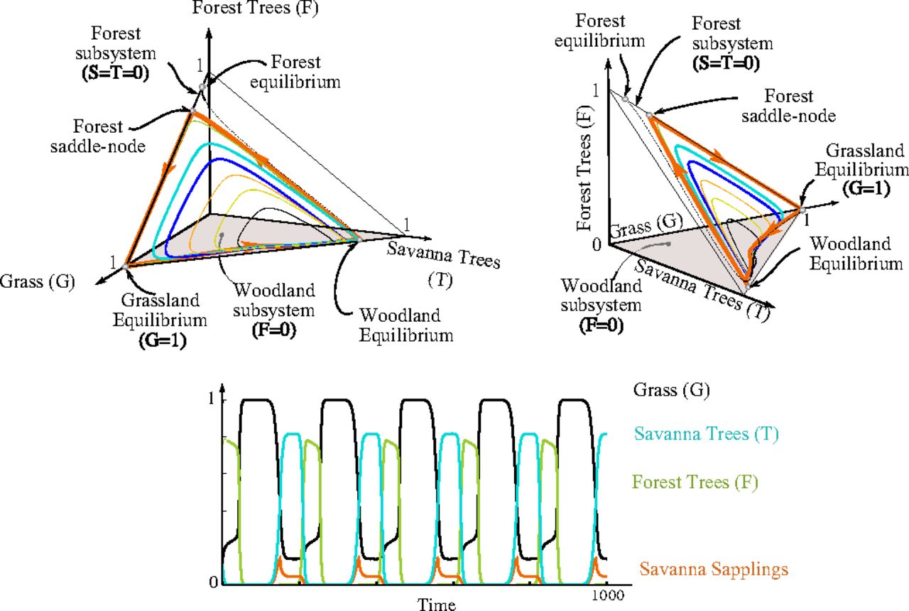 &lt;strong&gt;Figure 3.&lt;/strong&gt; Heteroclinic loop and nearby periodic orbits. &lt;strong&gt;3a.&lt;/strong&gt; The heteroclinic loop (orange) joins a grassland, forest, and woodland equilibrium — all of which are unstable for those parameters. &lt;strong&gt;3b.&lt;/strong&gt; For smaller values of the forest tree birth rate, periodic orbits emerge and progressively deviate from this cycle. The forest equilibrium is stabilized for larger values. Figure courtesy of [1].