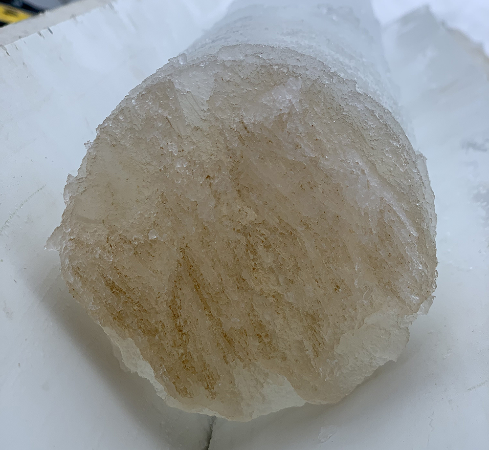 <strong>Figure 2.</strong> Algae accumulates at the bottom of an ice core, in brine inclusions where the temperatures are warmer. Photo courtesy of Jody Reimer.