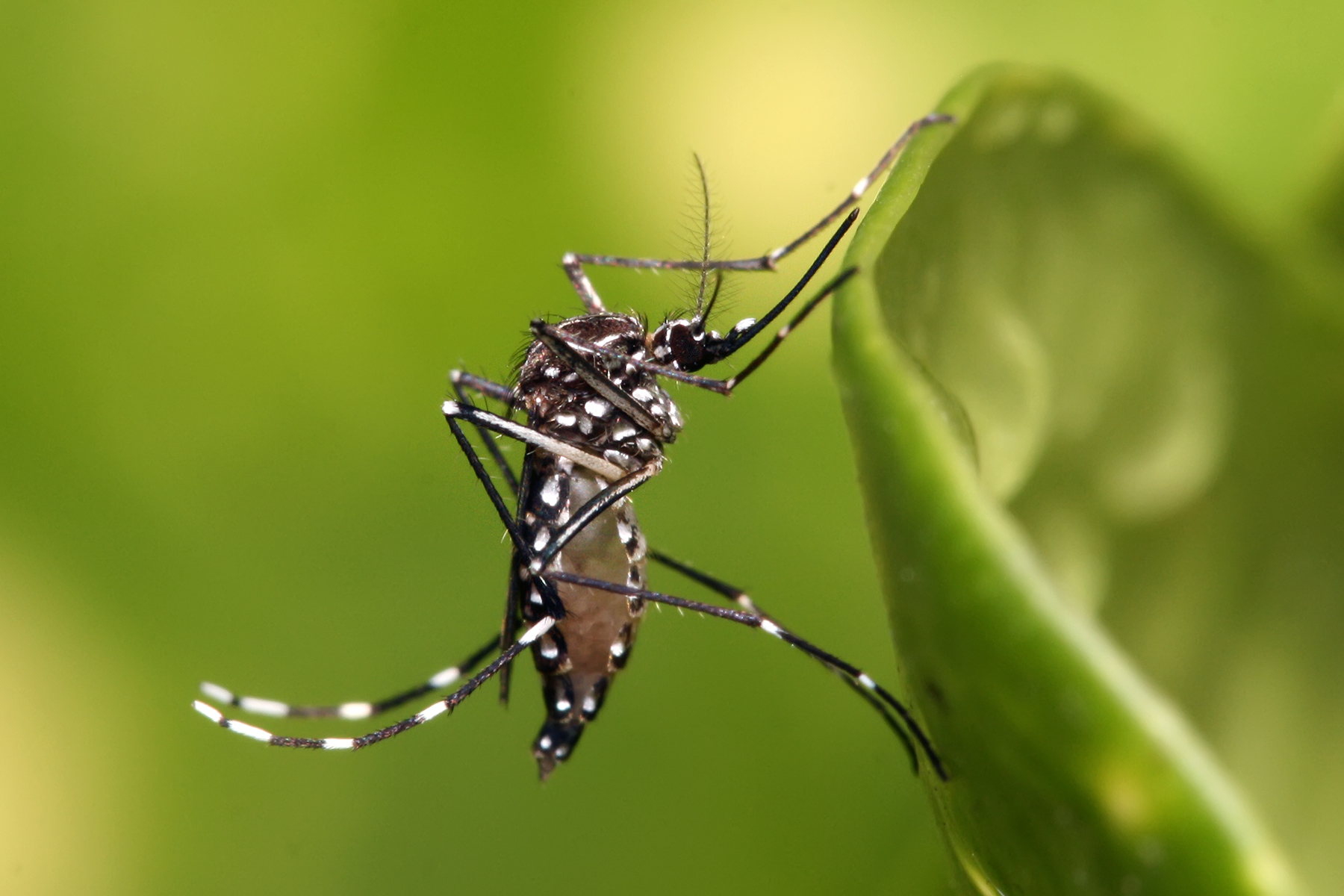 <strong>Figure 1.</strong> <i>Aedes aegypti</i> mosquitoes inhabit tropical, subtropical, and temperate regions and spread vector-borne illnesses such as dengue fever, chikungunya, and Zika. Photo courtesy of <a href="https://en.wikipedia.org/wiki/File:Aedes_aegypti.jpg">Muhammad Mahdi Karim on Wikimedia Commons</a>.