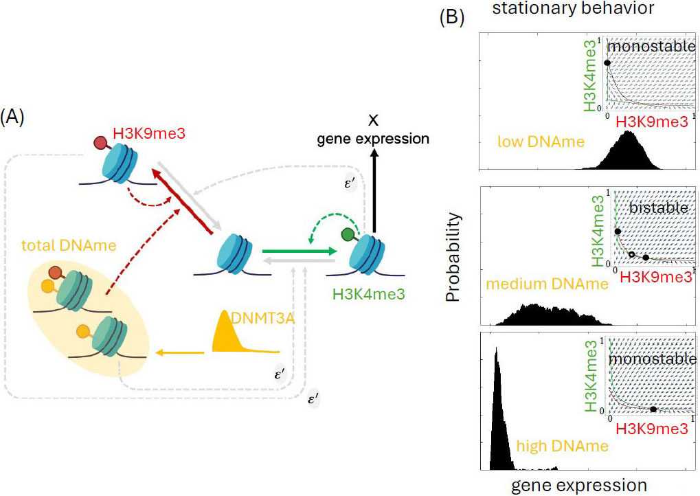 &lt;strong&gt;Figure 3.&lt;/strong&gt; Analog epigenetic memory emerges when the positive feedback loop between DNAme and H3K9me3 is broken. &lt;strong&gt;3a.&lt;/strong&gt; Simplified chromatin modification circuit where \(\alpha&#x27;=0\) and ten-eleven translocation methylcytosine dioxygenase 1 (TET1) \(=0\). A temporal pulse of the DNA methylation (DNAme) writer—i.e., DNA methyltransferase 3A (DNMT3A)—can set the total DNAme grade. &lt;strong&gt;3b.&lt;/strong&gt; Stationary behavior of the chromatin modification circuit in Figure 3a with parameter values from [8]. Figure courtesy of the author and [8].