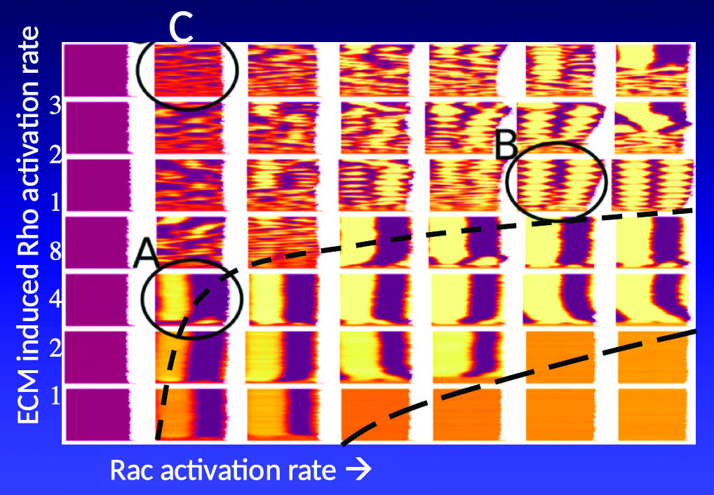 <strong>Figure 2.</strong> A computationally obtained bifurcation diagram for a more realistic two-dimensional system wherein the parameters are two protein activation rates. The computer model identified two bifurcation curves that separate regions where the cell exhibits spiral waves, oscillations, and other behaviors. Figure courtesy of Elisabeth Rens and Leah Edelstein-Keshet.
