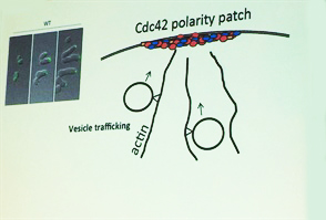 Cdc-42 movement is a good example of chemotropism. Image credit: Timothy Elston, LS16 presentation.