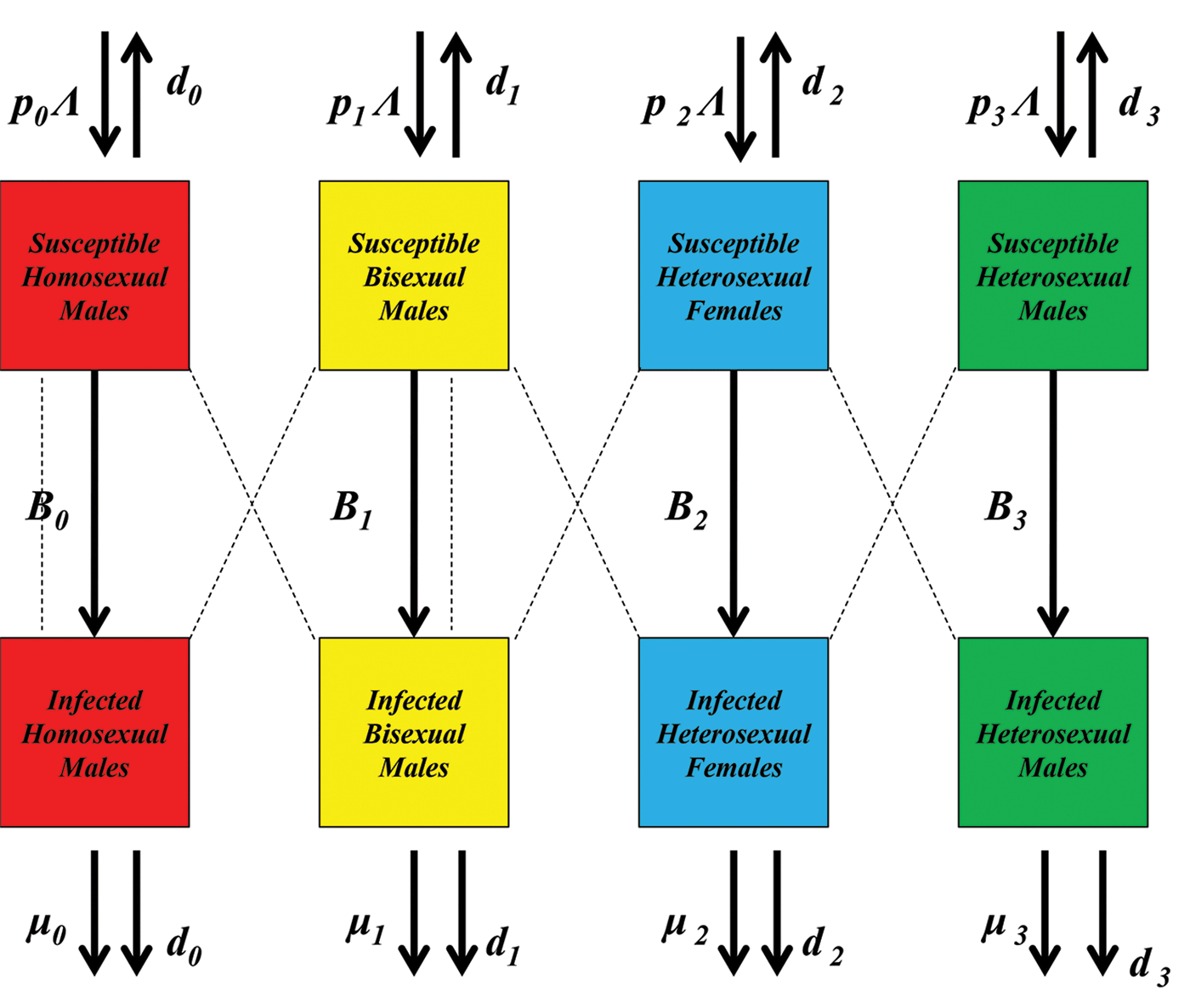 Effects of bisexuals on the spread of HIV/AIDS: A simplification in a model she studied led Evelyn Thomas to construct a model for her PhD thesis that included the four distinct populations shown here.