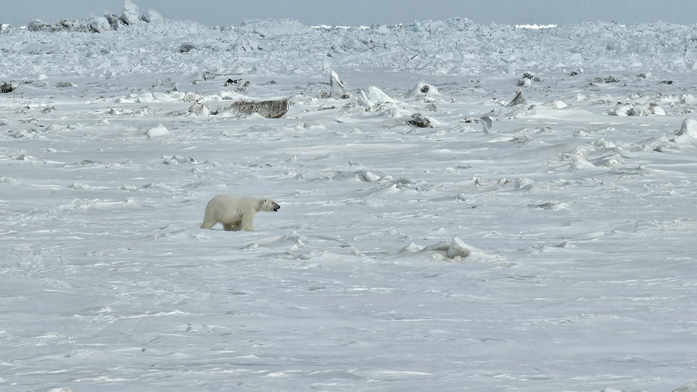 <strong>Figure 3.</strong> Poloar bear in Utqiagvik, Alaska. Photo courtesy of Ken Golden.