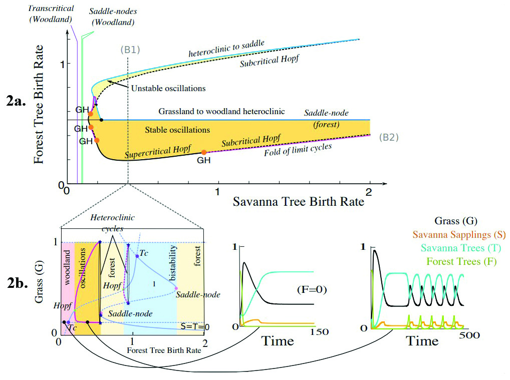 &lt;strong&gt;Figure 2.&lt;/strong&gt; Complex dynamics—including periodic orbits—emerge in the presence of a forest tree subtype. &lt;strong&gt;2a.&lt;/strong&gt; Highly intricate dependences in the birth rates of forest and savanna trees organize these dynamics. &lt;strong&gt;2b.&lt;/strong&gt; For a fixed savanna birth rate, increasing the forest tree birth rate drives the system from savannas (left trajectory) to oscillatory behaviors with the emergence of forest trees (right trajectory), and from bistable forest-grassland regimes to forests at high birth rates. Figure adapted from [1].