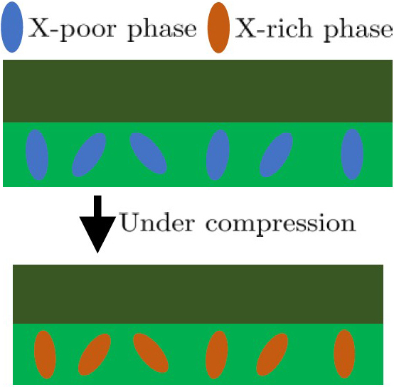 <strong>Figure 4.</strong> The process by which localized and long-range feedback is engineered in a morphogenetic interface (MINT) layer, which requires both sensing and actuation. Sensing occurs due to inclusions that are designed to undergo a transition when compressed (a function of MINT curvature). Actuation happens because of an atom or molecule X—which we term the <em>morphogen</em>—whose concentration can change the ionic conductivity, for example, and therefore modify growth accordingly. The transition from an X-rich to an X-poor phase triggers the release of these morphogens, which can diffuse to neighboring regions and cause longer range feedback. Figure courtesy of the author.