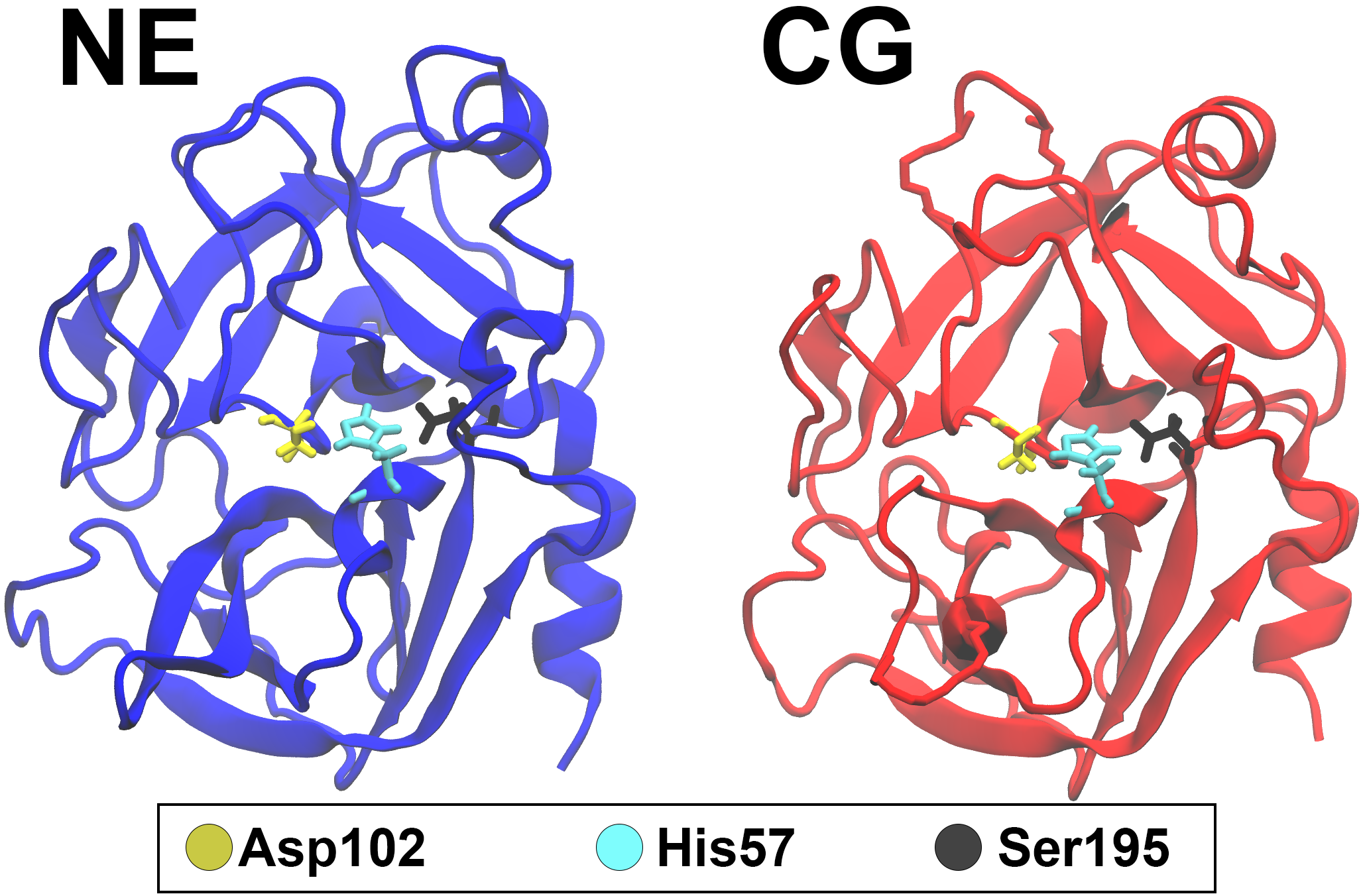 &lt;strong&gt;Figure 1.&lt;/strong&gt; The structures of neutrophil elastase (NE) and cathepsin G (CG). The active triad, which is responsible for protein functionality, is located in the center of each protein. Figure adapted from [6].