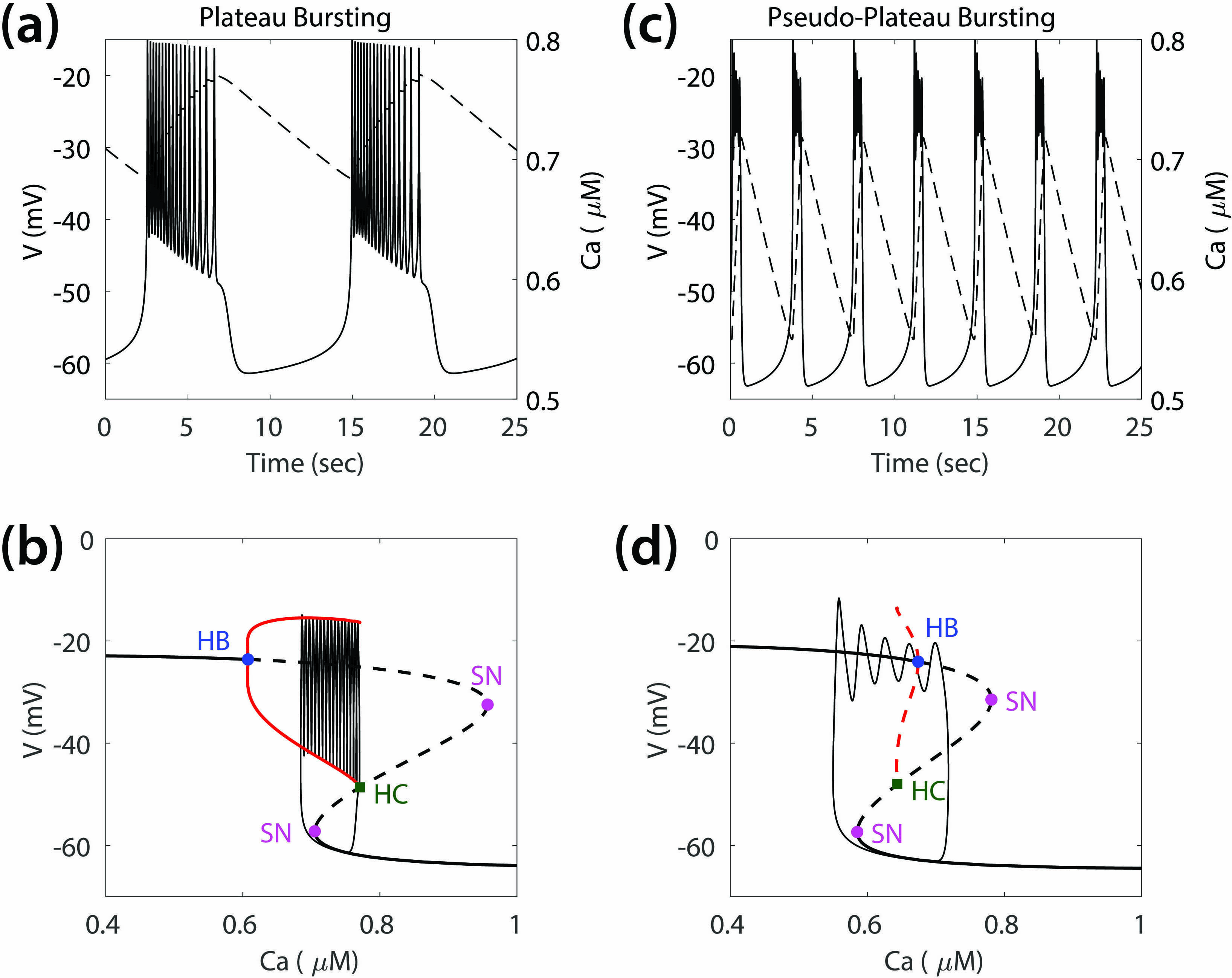 <strong>Figure 2.</strong> In beta cell models, bursting with spikes that appear on the plateaus is generated by a family of stable limit cycles <strong>(2a)</strong> and classified as fold/homoclinic <strong>(2b)</strong>. Bursting in certain pituitary endocrine cells looks similar <strong>(2c)</strong> but is better described by bursting models of fold/subHopf type <strong>(2d)</strong>, in which decaying transients (a “pseudo plateau”) generate the spikes. A predicted consequence is that it is very difficult to perturb the oscillations upward from silent phase to active phase [10]. Figure courtesy of the authors.