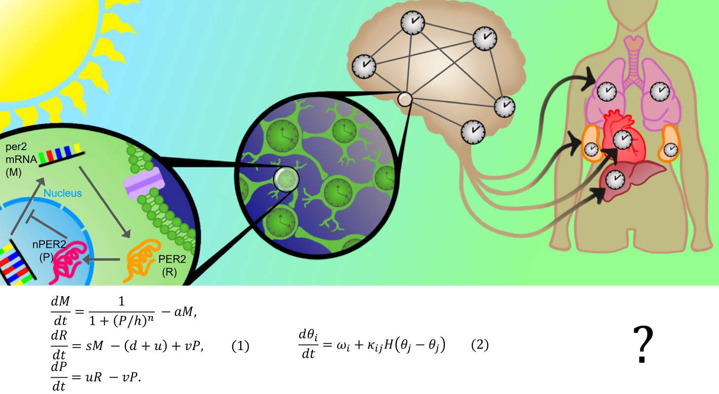 <strong>Figure 1.</strong> The mammalian brain contains many circadian clocks that can communicate with one another to form a distributed network. Activity in brain regions that contain these clocks may alter the clock network and the internal representation of time that it controls. A critical hub of this network is the suprachiasmatic nucleus (SCN), which receives light signals from the retina and synchronizes the network to the external cycle of day and night. The SCN itself is also a network of clock cells that are synchronized into a coherent clock by action potentials and gap junctions. A network of genes and proteins is present within each individual clock cell. The core oscillatory mechanism of the clocks is a negative feedback loop, such as the simplified <i>per2</i> loop shown in \((1)\). The <i>per2</i> gene is transcribed into <i>per2</i> mRNA (\(M\)), which is translated into its protein product PER2 (\(R\)). Various biological processes transport PER2 into the nucleus nPER2 (\(P\)), where it inhibits the initial transcription step and closes the feedback loop. A plethora of mathematical models describe this process, with \((1)\) being among the simplest [6]. At a less granular level, coupled oscillator theory has greatly advanced our understanding of the clock cell network; even simple phase models like \((2)\) can reveal much about the cellular network’s structure and dynamics. At an even larger scale, an organism-wide circadian network likely exists. Multiple organs contain circadian clocks, and the SCN orchestrates at least some of them. The degree to which biological clocks interact with each other and with the brain’s circadian clocks is still unclear, and no qualitative understanding of an organism-wide clock network is evident (represented as the “?”). Figure courtesy of Jake Ahern.
