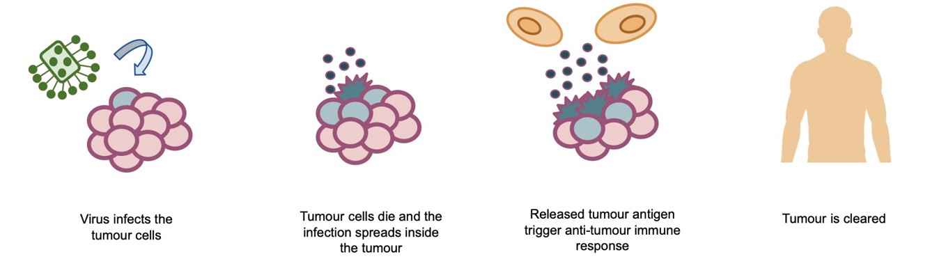 <strong>Figure 1.</strong> Mechanism of action for oncolytic virotherapy. Figure courtesy of the author. 