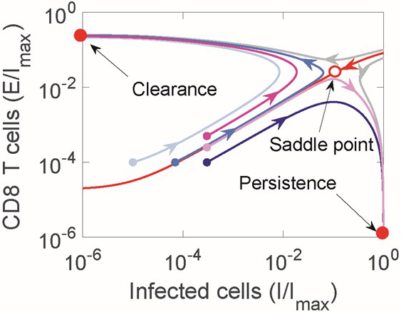 <strong>Figure 2.</strong> Phase portrait associated with the dynamical system that equations \((1)\) and \((2)\) describe. The solid red circles are stable states, the open red circle is a saddle, and the red line is the separatrix. Curves with arrows indicate trajectories that lead to the different outcomes of viral infection. Figure courtesy of [1].