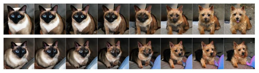 <strong>Figure 3.</strong> Two examples of “deep fakes” — virtual images that interpolate between cats and dogs. Image courtesy of Gabriel Peyré.