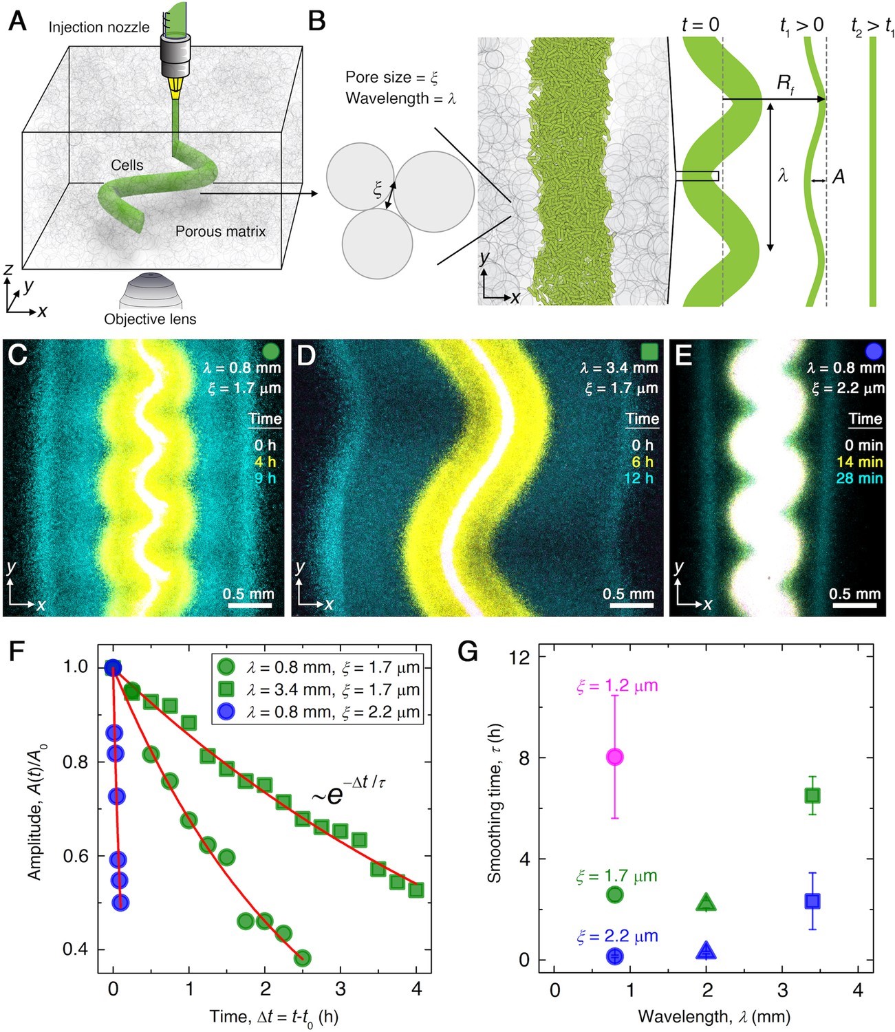 <strong>Figure 3.</strong> Smoothing of perturbed chemotactic fronts in three-dimensional (3D) porous media. <strong>3a.</strong> Schematic of an undulated population (green cylinder) that is 3D-printed within a porous medium (gray). <strong>3b.</strong> Two-dimensional \(xy\) slice through the midplane of the population. The starting morphology of the 3D-printed population has undulation wavelength \(\lambda\) and amplitude \(A_0\), as defined by the undulated path that the injection nozzle traces. The cells subsequently swim through the pores between hydrogel particles, with mean pore size \(\xi\). The population thereby migrates outward in a coherent front that eventually smooths. <strong>3c-3e.</strong> Bottom-up (\(xy\) plane) projections of cellular fluorescence intensity. Images show sections of three initially undulated populations in three different porous media, each at three distinct times (superimposed white, yellow, cyan), as the cells migrate radially outward. One pixel corresponds to approximately one cell, and the images only reveal a magnified view of the overall population. <strong>3c</strong> and <strong>3d</strong> demonstrate the influence of varying the undulation wavelength while keeping the mean pore size the same; increasing \(\lambda\) slows smoothing. <strong>3c</strong> and <strong>3e</strong> demonstrate the influence of varying the pore size while keeping the undulation wavelength the same; increasing \(\xi\) hastens smoothing. <strong>3f.</strong> For each experiment in 3c-3e, the normalized undulation amplitude decays exponentially with the time that has elapsed from the initiation of smoothing. <strong>3g.</strong> The smoothing time scale that is measured in experiments increases with increasing undulation wavelength and decreasing medium mean pore size, which allows cells to migrate more easily. Figure courtesy of [3].