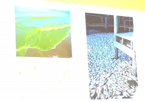 Heterosigma Akashiwo, a species of phytoplankton, causes harmful algal blooms in the ocean and fresh water.