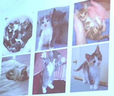 Wiki surveys are like Kittenwar! for ideas. Photo Credit: Matthew Salganik, AN16 presentation.