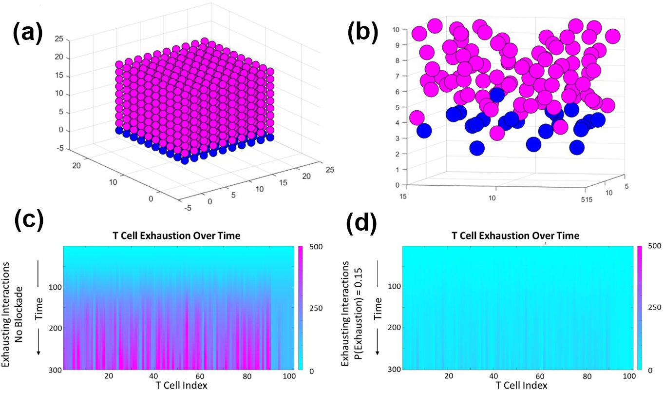 <strong>Figure 2.</strong> Agent-based model that represents solid tumor and infiltrating T-cell exhaustion trajectories in a subset of the solid tumor microenvironment. <strong> 2a.</strong>  Initialization of the tumor-cell grid (in magenta) and T-cell layer (in blue). <strong> 2b.</strong>  Zoomed-in screen capture of cell positions that depicts T-cell infiltration in the cancer cell layers and tumor expansion due to mechanical forces \((\textrm{time step} = 300).\) <strong> 2c. </strong> Number of exhausting interactions in the absence of an immune checkpoint blockade, indicated by the color bar. <strong> 2d.</strong>  Predicted number of exhausting interactions in the presence of a blockade that is \(85\) percent effective, indicated by the color bar. This simulation highlights spatial regions of projected T-cell exhaustion over time in both the presence and absence of a checkpoint blockade. Figure adapted from [11] under the<a href="https://creativecommons.org/licenses/by/4.0" target="_blank"> Creative Commons Attribution 4.0 International Deed</a>.