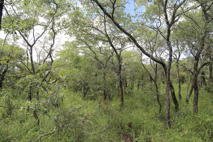 An artificially fire-suppressed savanna in South Africa, depicting a woodland of savanna trees. Image courtesy of Carla Staver.