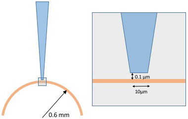<strong>Figure 2.</strong> Surface pH is measured via a liquid-membrane pH-sensitive electrode. The pH is recorded in the domain under the electrode tip. Figure courtesy of Daniela Calvetti and Erkki Somersalo.