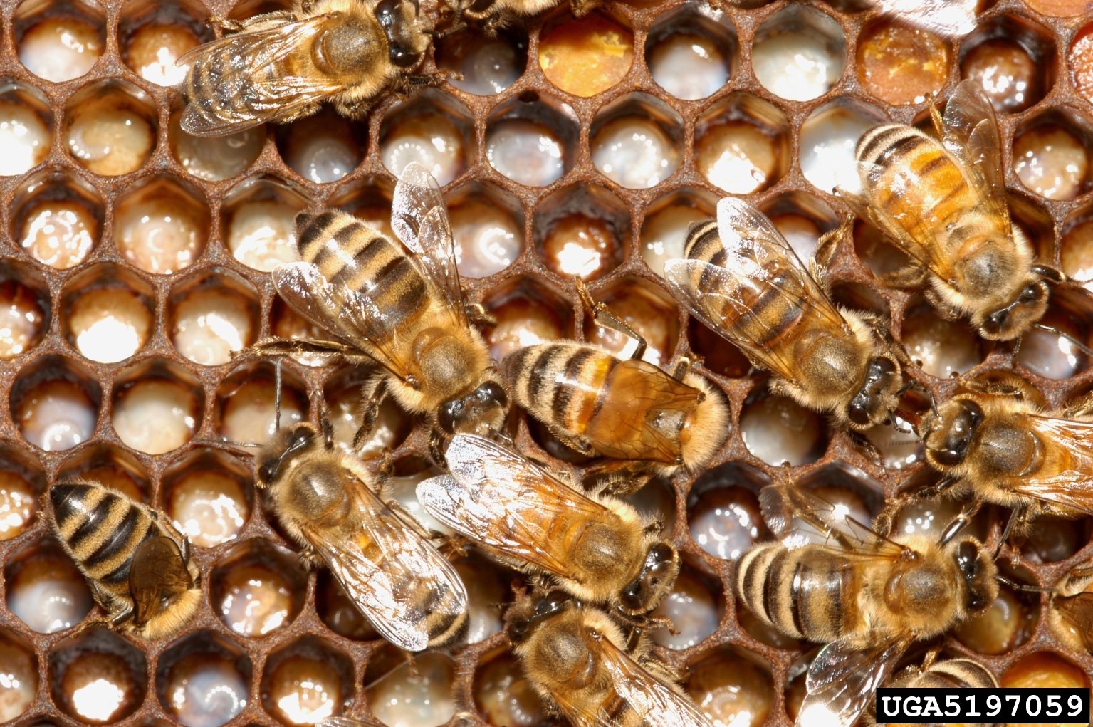 <strong>Figure 1.</strong> Honeybees live in complex societies within hives throughout their life cycles. Figure courtesy of the <a href="https://www.forestryimages.org/browse/detail.cfm?imgnum=5197059&" rel="noopener noreferrer" target="_blank">Florida Division of Plant Industry, Florida Department of Agriculture and Consumer Services, Bugwood.org</a> and licensed under a <a href="https://creativecommons.org/licenses/by/3.0/us/" rel="noopener noreferrer" target="_blank">Creative Commons Attribution 3.0 License</a>.