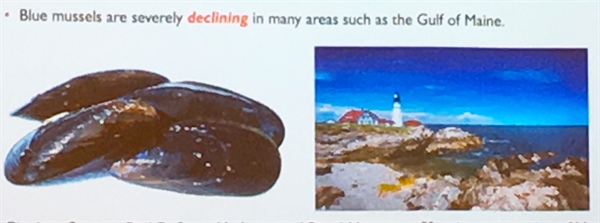 Blue mussels are severely declining in many areas, such as the Gulf of Maine.
