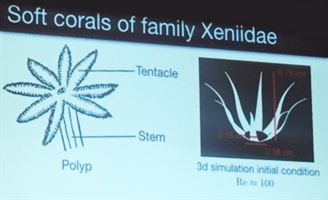 Soft corals of the Xeniidae family have an active pulsating motion. Image credit: Shilpa Khatri, joint AN/LS meeting.