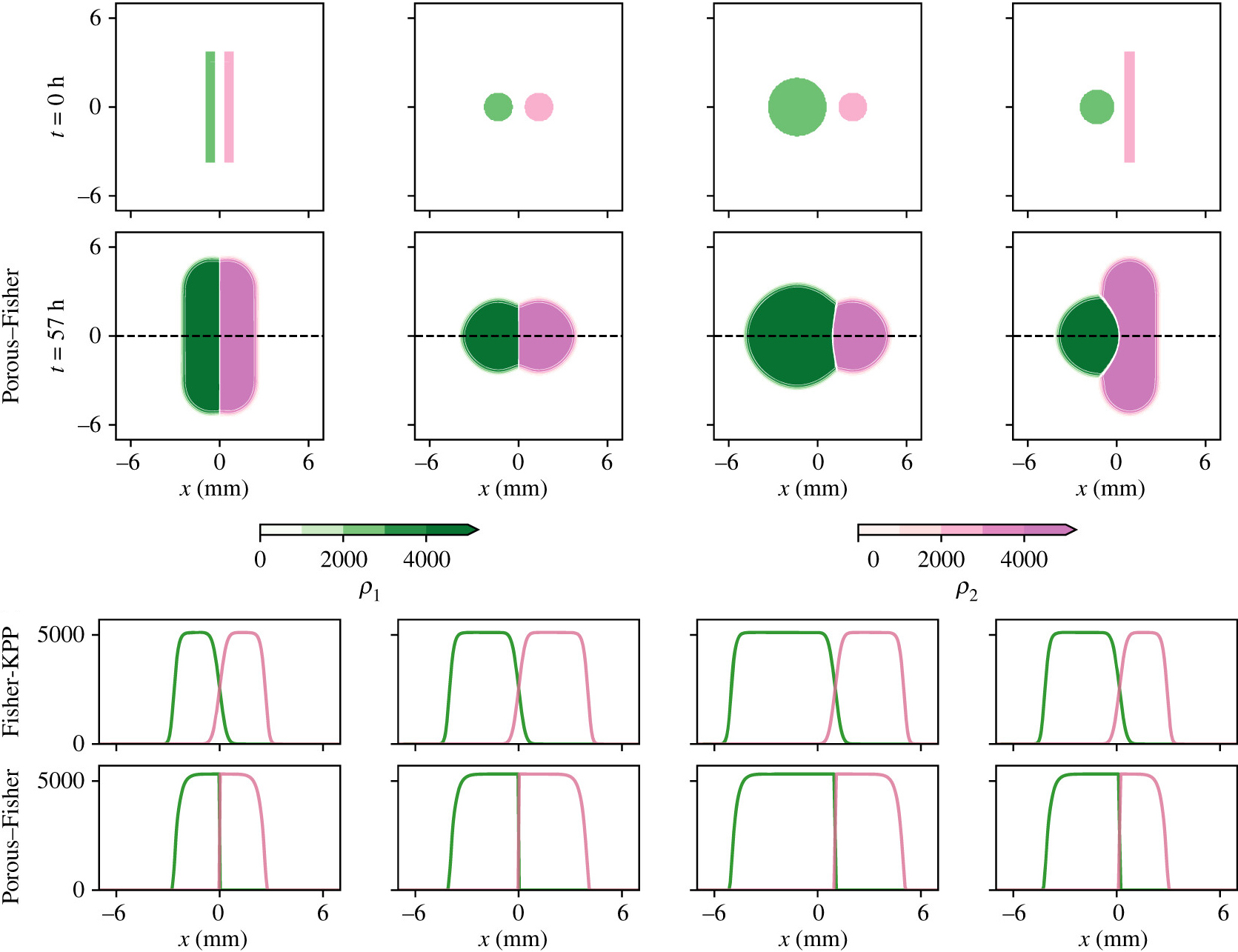 <strong>Figure 2.</strong> Comparison with experiments from the Cohen Lab at Princeton University [3]. The lower panels provide the density profiles along the black dashed lines in the upper panels. Note that the Fisher-Kolmogorov-Petrovsky-Piskunov model predicts the mixing of the two tissues. Figure courtesy of [1].