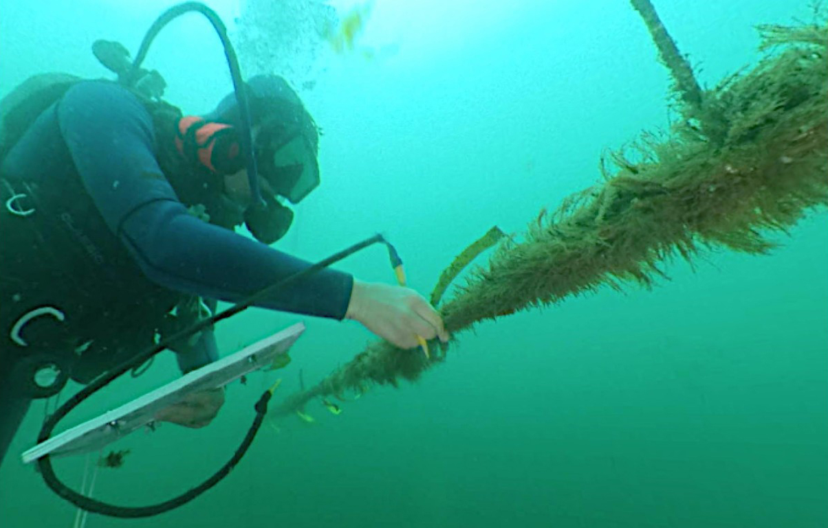 <strong>Figure 1.</strong> Mature giant kelp in the wild. Figure courtesy of <a href="https://www.giantkelpbreeding.com/" rel="noopener noreferrer" target="_blank">www.giantkelpbreeding.com</a>.