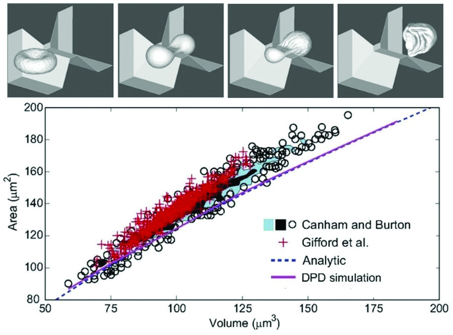 <strong>Figure 2.</strong> Predicted volume-area relationship of RBC population for splenic slit clearance, compared with experiments. Healthy RBCs with volumes and areas to the left of the curves would cross the splenic slits, whereas RBCs located to the right of the curves would be filtered out. Image adapted from [6].