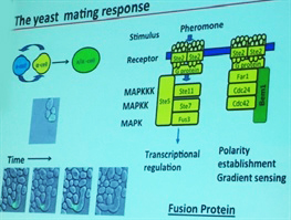 Yeast budding during cell division and during the mating process are good examples of gradient sensing and polarization. Image credit: Timothy Elston, LS16 presentation.