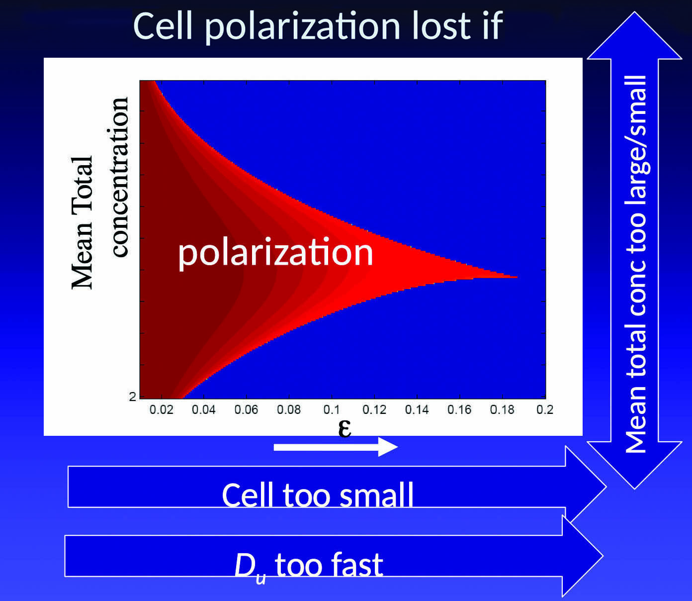 <strong>Figure 1.</strong> A bifurcation diagram for the one-dimensional cell model that shows the effects of varying total protein concentration \(K\) and parameter \(\epsilon\), the latter of which depends on cell size and diffusion rate of the active protein. Active protein polarization turns “on” or “off” depending on these factors. Figure courtesy of Alexandra Jilkine and Leah Edelstein-Keshet.