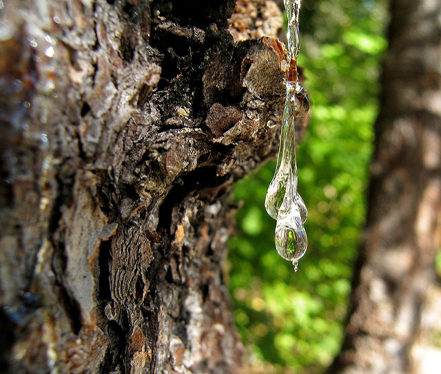 Sap’s migration throughout tree trunks and branches is linked heavily to transpiration. Public domain image.