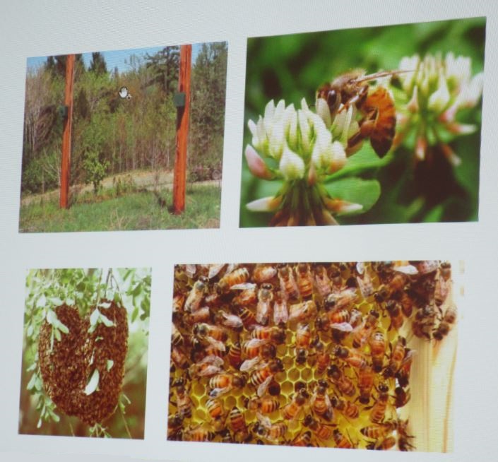 Honeybees must process new evidence and alter their foraging decisions as their environment changes around them.