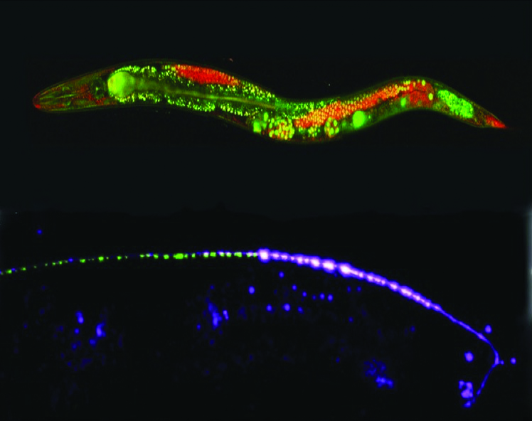 &lt;strong&gt;Figure 2.&lt;/strong&gt; Whole-brain imaging has produced novel datasets of the activity of a network with stereotyped connectivity. Figure courtesy of [8].