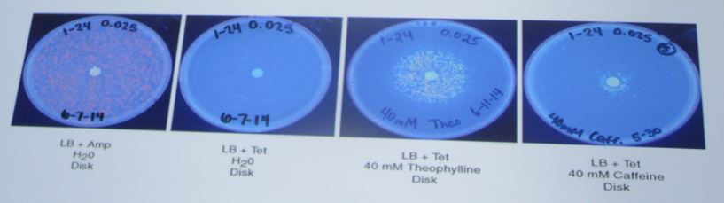Caffeine diffusion model. A caffeine-soaked disc placed in the center of a petri dish delivers caffeine to bacteria cells, which then convert it to theophylline. Image credit: Laurie Heyer, AN17 presentation.