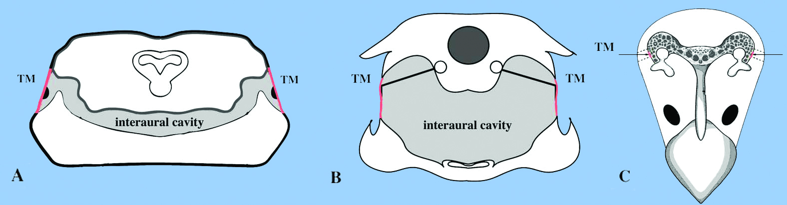 <strong>Figure 1.</strong> Internally coupled ears (ICE) in <strong>(a)</strong> frog, <strong>(b)</strong> lizard, and <strong>(c)</strong> bird. Eardrums (TM) are red. Adapted from a figure by Jakob Christensen-Dalsgaard.