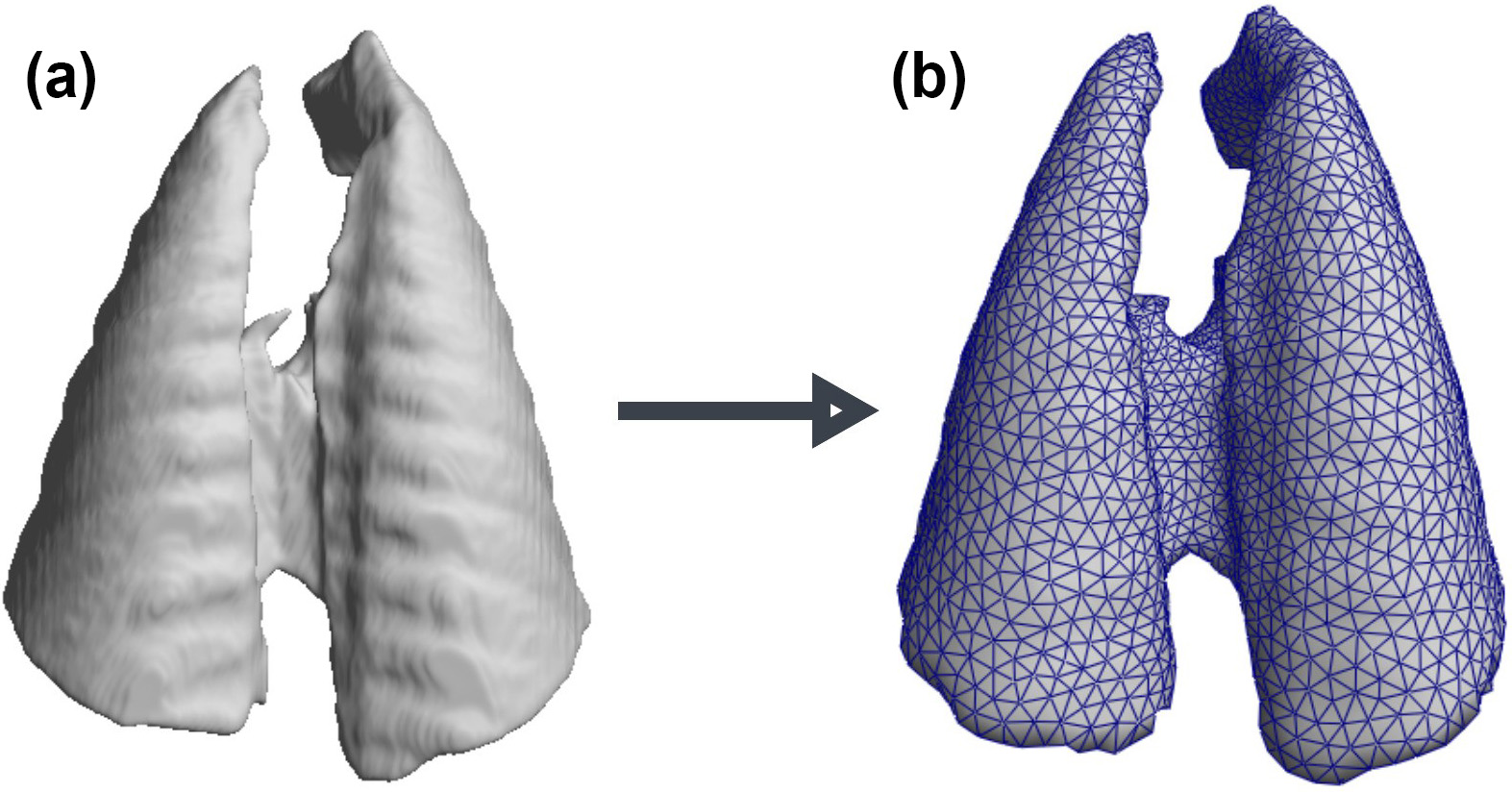 <strong>Figure 2.</strong> From computed tomography data to finite element mesh. <strong>2a.</strong> Fine-grained pig lung geometry extracted from the computed tomography scan <strong>2b.</strong> Its coarsened mesh. Figure courtesy of [7], with permission.