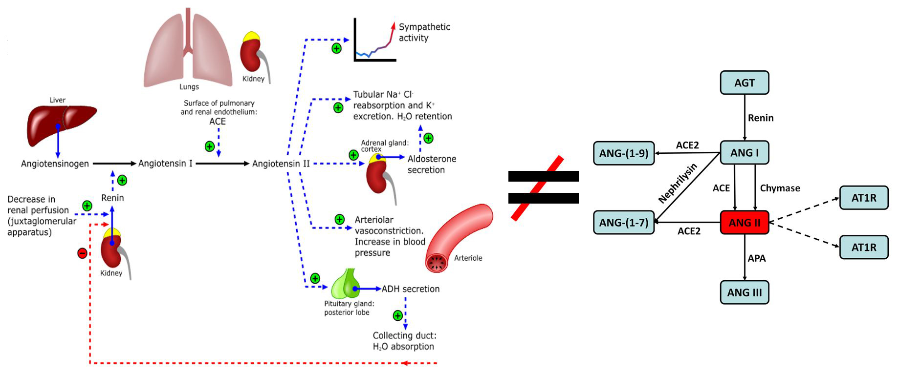 <strong>Figure 1.</strong> The renin-angiontensin system (RAS) throughout the body is a different biochemical network than that expressed in podocytes cells, which is implicated in kidney damage in diabetic kidney disease. The Ford Versypt lab developed a mathematical model of the intracellular reaction network.